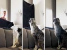 #WhatTheFluffChallenge или как да играеш на криеница с домашния си любимец е новата мания в интернет #WhatTheFluffChallenge или как да играеш на криеница с домашния си любимец е новата мания в интернет