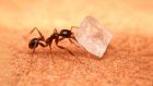 Знаехте ли, че мравките...