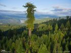 Хиперион - най-високото дърво в света. Неговата...